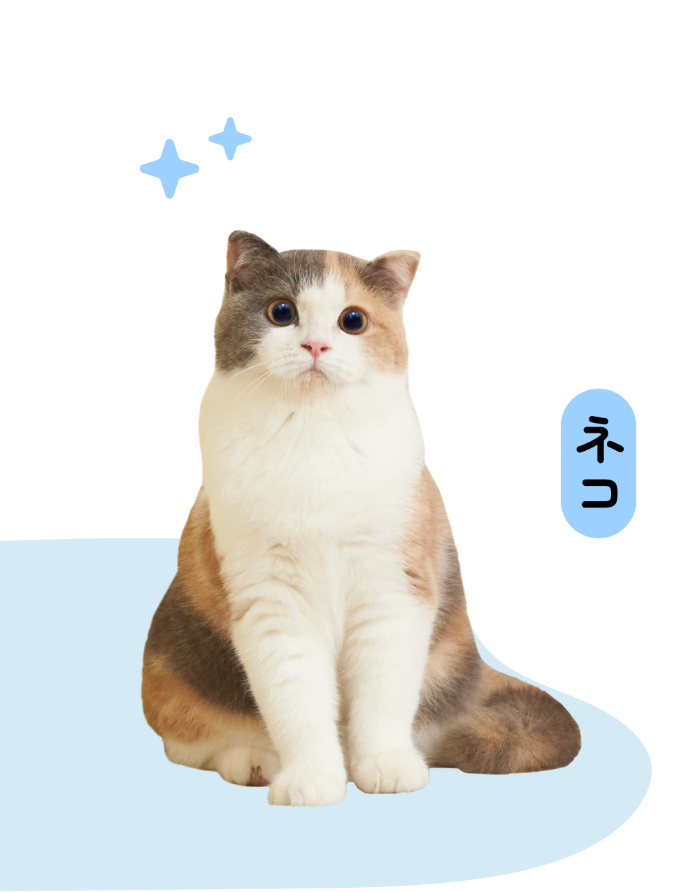 Okiko cat